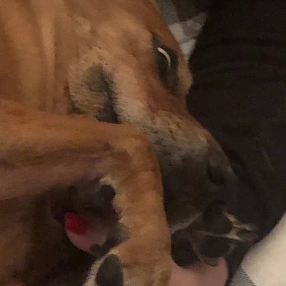 chewybellalol